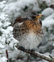 Fieldfare