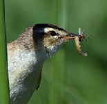 Warbler