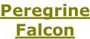 Peregrine Falcon