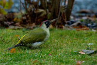 Woodpeckers