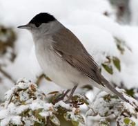 Blackcap