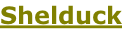 Shelduck