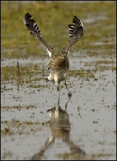 Curlew