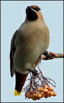 Waxwing