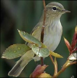 Birding Slide Show