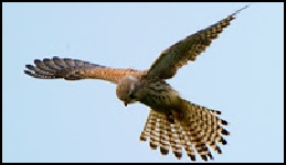 Kestrel