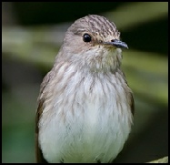 Flycatcher