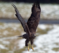 Buzzard