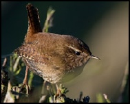 Wren