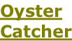 Oyster Catcher