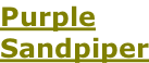 Purple Sandpiper