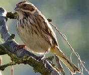 Bunting - Reed