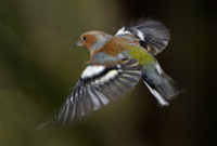 Chaffinch