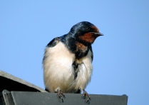 Swallow