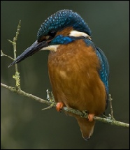 Kingfisher